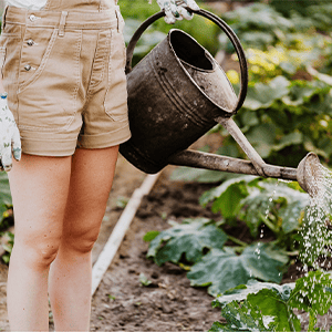 Lush vegetable garden or 'potager' – Guide to French words for plants and gardening with audio