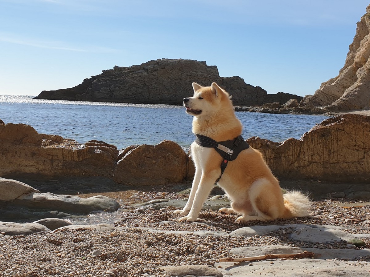 Our lovely dog Okami that you will meet in immersion