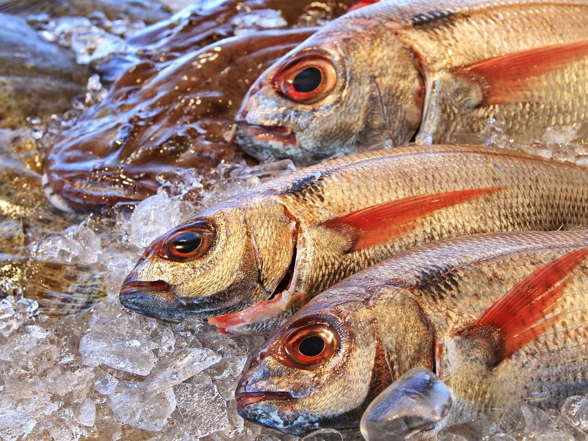 Variety of fresh fish – List of French names for edible fish with English translations.