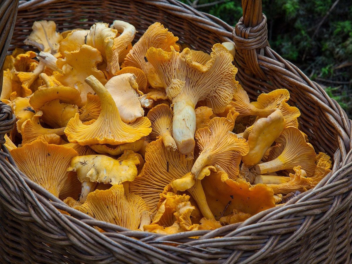 A new French post about picking mushroom in a forest