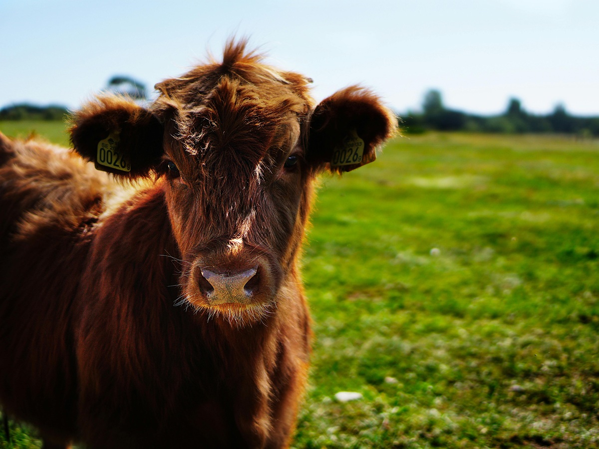 Brown cow grazing in a green field in the French countryside, perfect illustration of farm animals vocabulary.
