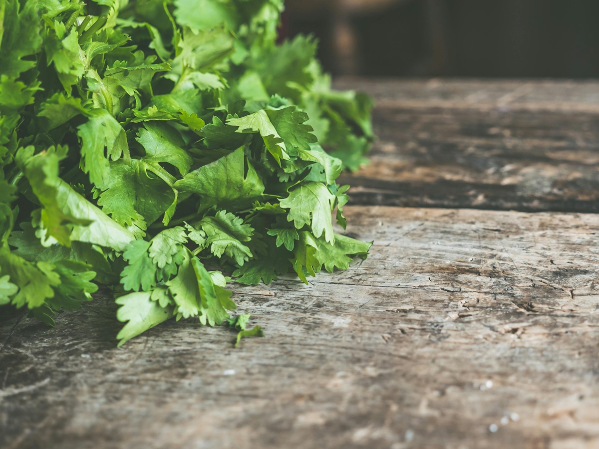 Fresh coriander leaves on a wooden table, herb with fruity or soapy taste, cultural topic in French immersion